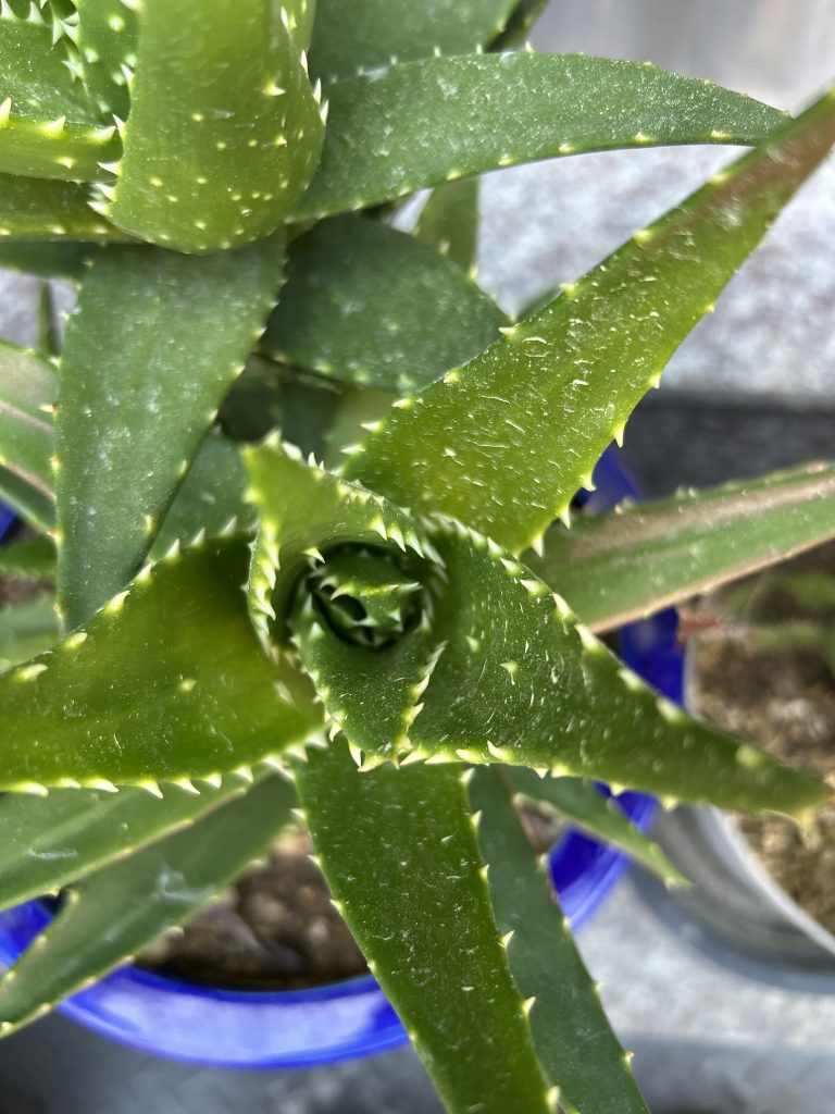Close-up of a vibrant green succulent with pointed spiky leaves in a spiral arrangement.