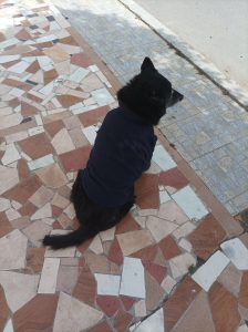 A black dog sitting on a walkway made of broken tiles fitted together.