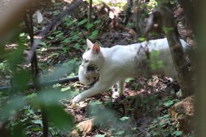 A white Turkish Angora mother cat carefully carrying a tiny kitten—likely a newborn or only a few days old—in her mouth while walking through a shaded, leafy forest area.