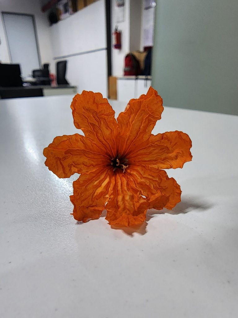 Single flower of Scarlet Cordia flower
