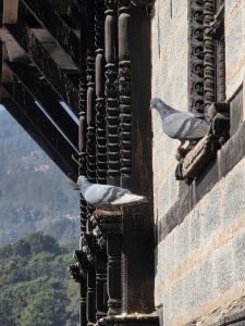 
Two lovely pigeons captured at Dokhala Mandir.
