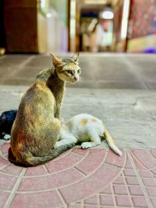 A mother cat sits attentively on a patterned sidewalk as a kitten nurses. 