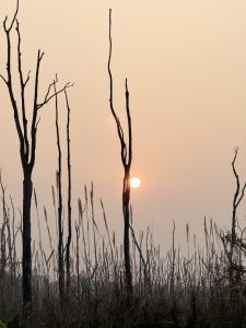
A serene sunset with a warm orange sun setting behind silhouetted bare trees and tall grasses, creating a tranquil and introspective landscape.
