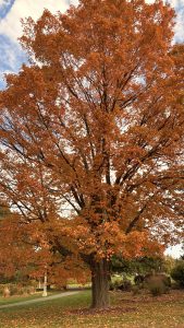 An autumn maple tree with colorful red and orange leaves.
