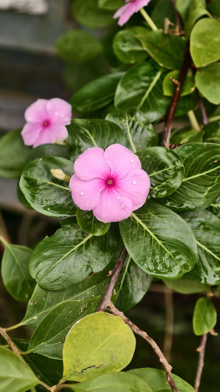 A single pink bougainvillea flower grows on a branch with several large green leaves. The leaves have small water droplets on them. The flower has a unique thin texture. The background shows a blurry metal fence and more green plants.