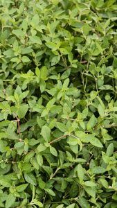 A dense layer of small green leaves on reddish stems, creating a natural textured pattern.