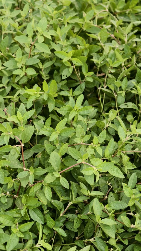 A dense layer of small green leaves on reddish stems, creating a natural textured pattern.