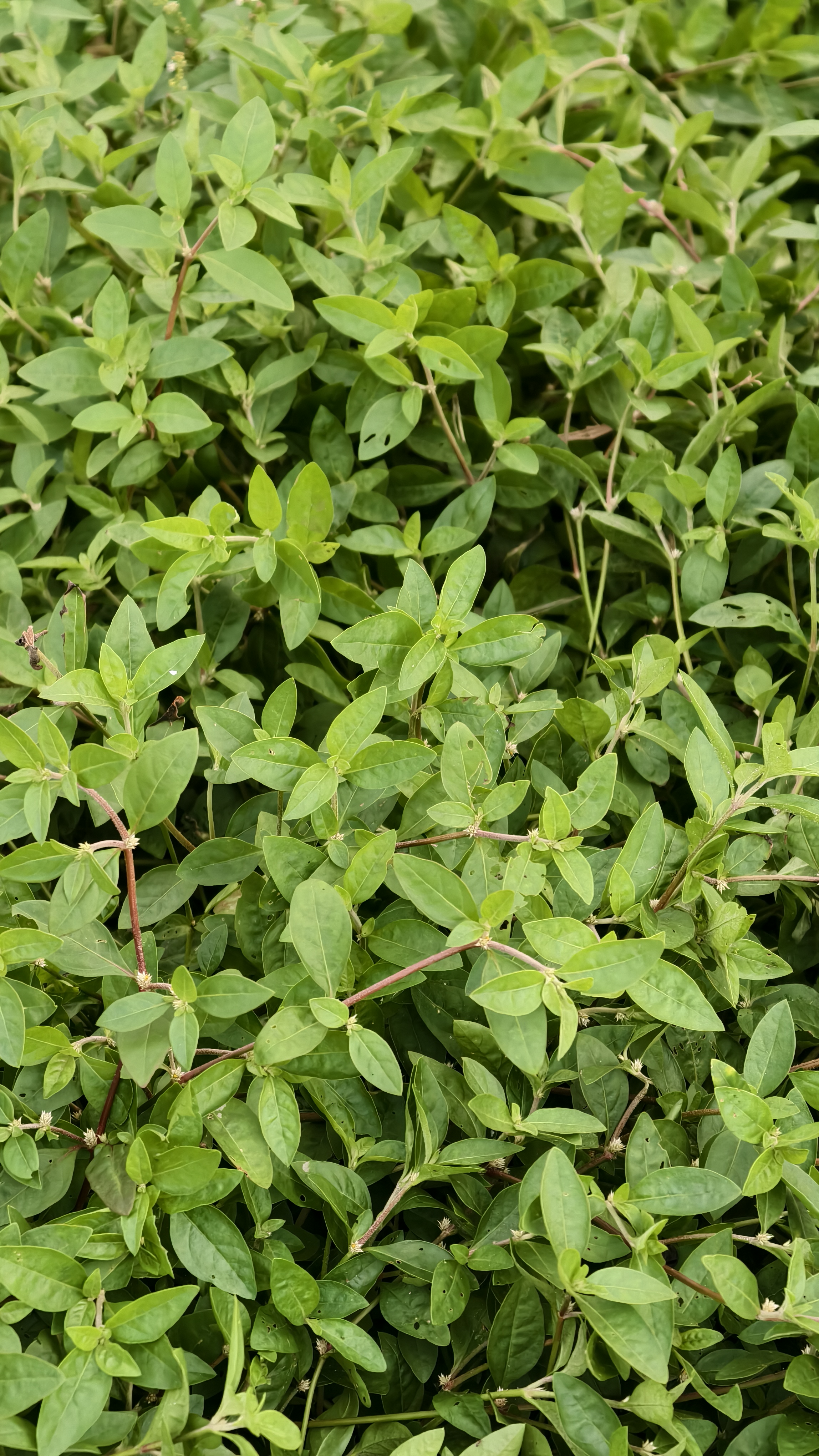 A dense layer of small green leaves on reddish stems, creating a natural textured pattern.