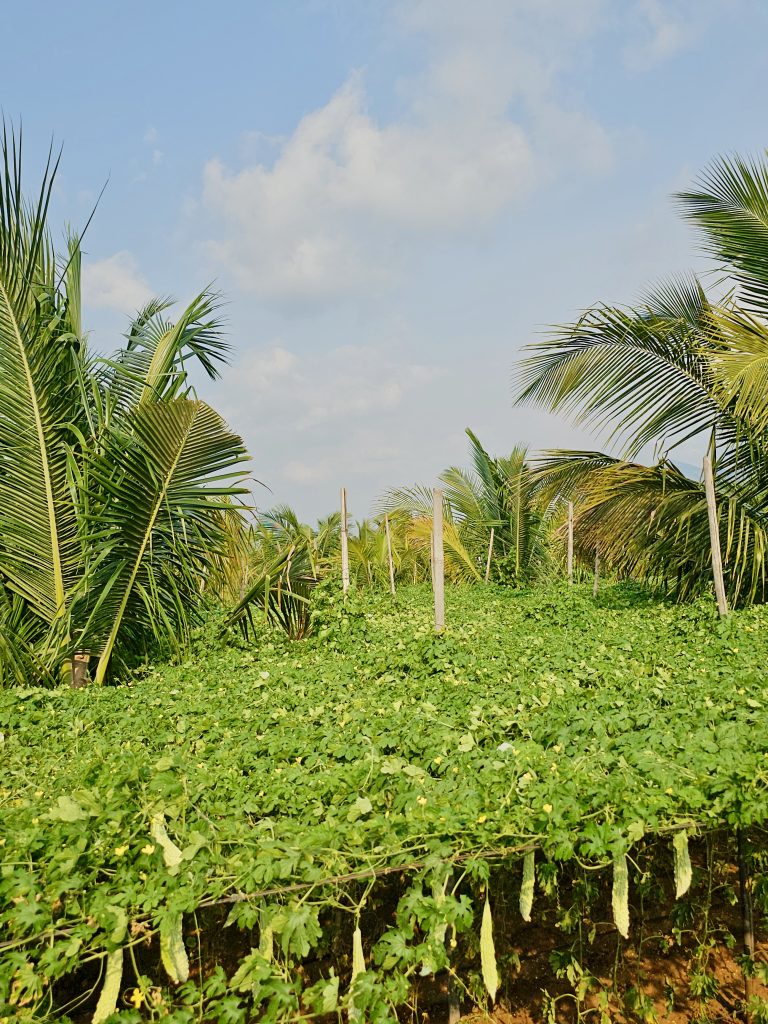 A wide view of a bitter gourd farm surrounded by coconut trees creates a peaceful countryside atmosphere. The bright sky and greenery make the scene feel vibrant and refreshing. Captured at Anaimalai, Coimbatore.
