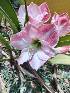 Pink and white amaryllis with large soft petals and delicate pink veins. Its elegant flowers stand out among the green leaves, creating a fresh, bright, and ornamental appearance in the garden.

