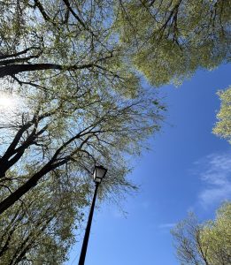 Upward view of green tree leaves against a bright blue sky, with sunlight filtering through and a streetlamp on the side, creating a calm and peaceful scene.