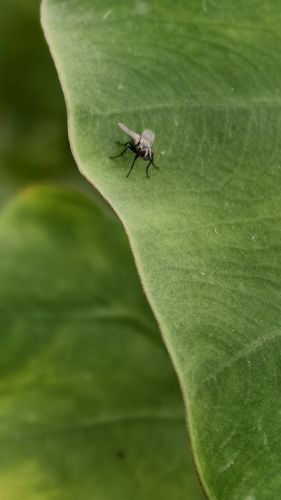 A small grey fly sits on the surface of a large green leaf. The fly has dark legs and clear wings. The leaf has a smooth texture with visible veins. The background is a soft green blur, making the fly stand out on the leaf.