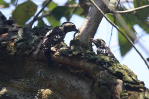 A Grey-capped pygmy woodpecker and its fledgling perch on a mossy, lichen-covered branch, with the adult carefully feeding its young in an intimate natural moment.