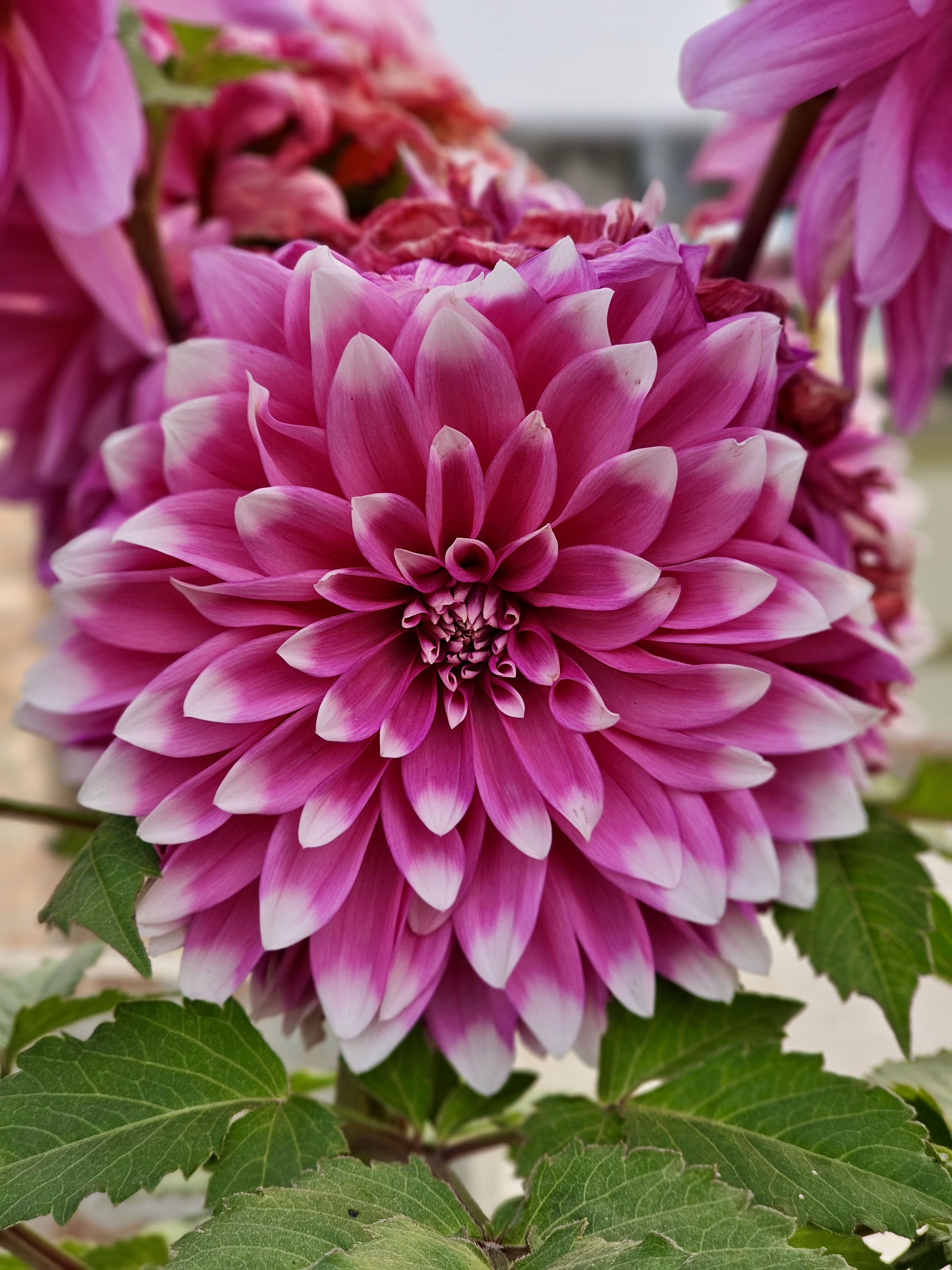 A stunning Dahlia flower with layers of vibrant pink and magenta petals blended with soft white tips. Its symmetrical petals and rich color contrast create an elegant floral display, highlighted by fresh green leaves in the background. Captured in South Dumdum, Kolkata, West Bengal.