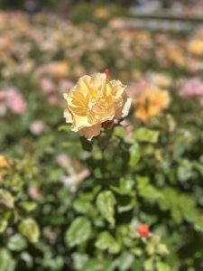 A bright yellow rose stands in the foreground, with softly blurred pink and orange roses in the background creating a warm garden scene.