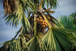 A coconut tree with clusters of ripe orange coconuts among broad, fan-like green leaves.