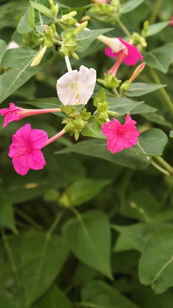 A cluster of white and bright pink flowers blooms among dark green leaves and colorful buds.