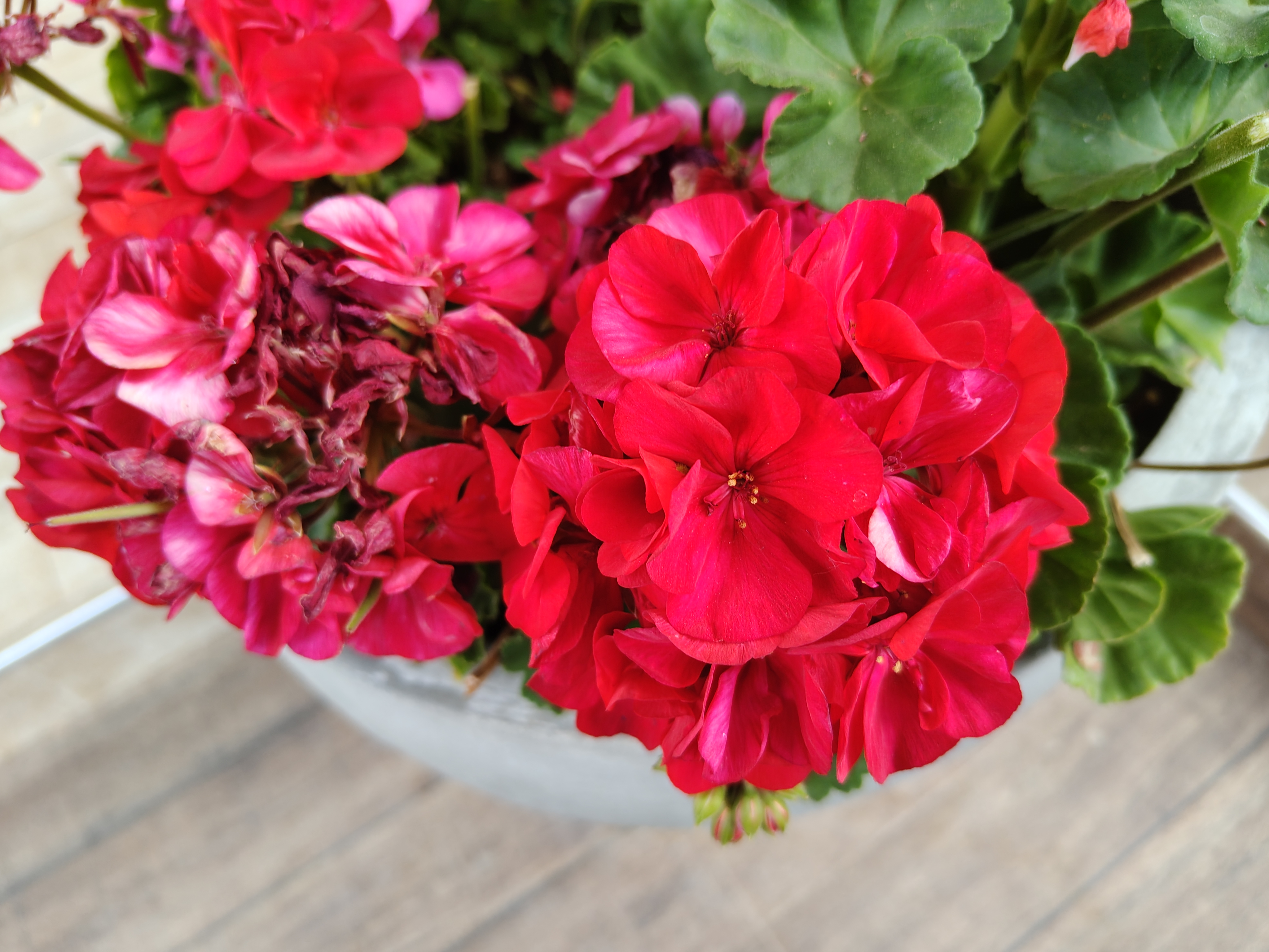 The red flowers fill the pot with color and vitality, standing out with soft, vivid petals under natural light. The contrast between the fresh blooms and the wilted ones reflects the changing beauty of nature.