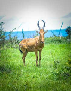 An Uganda kob gazes directly at the camera.