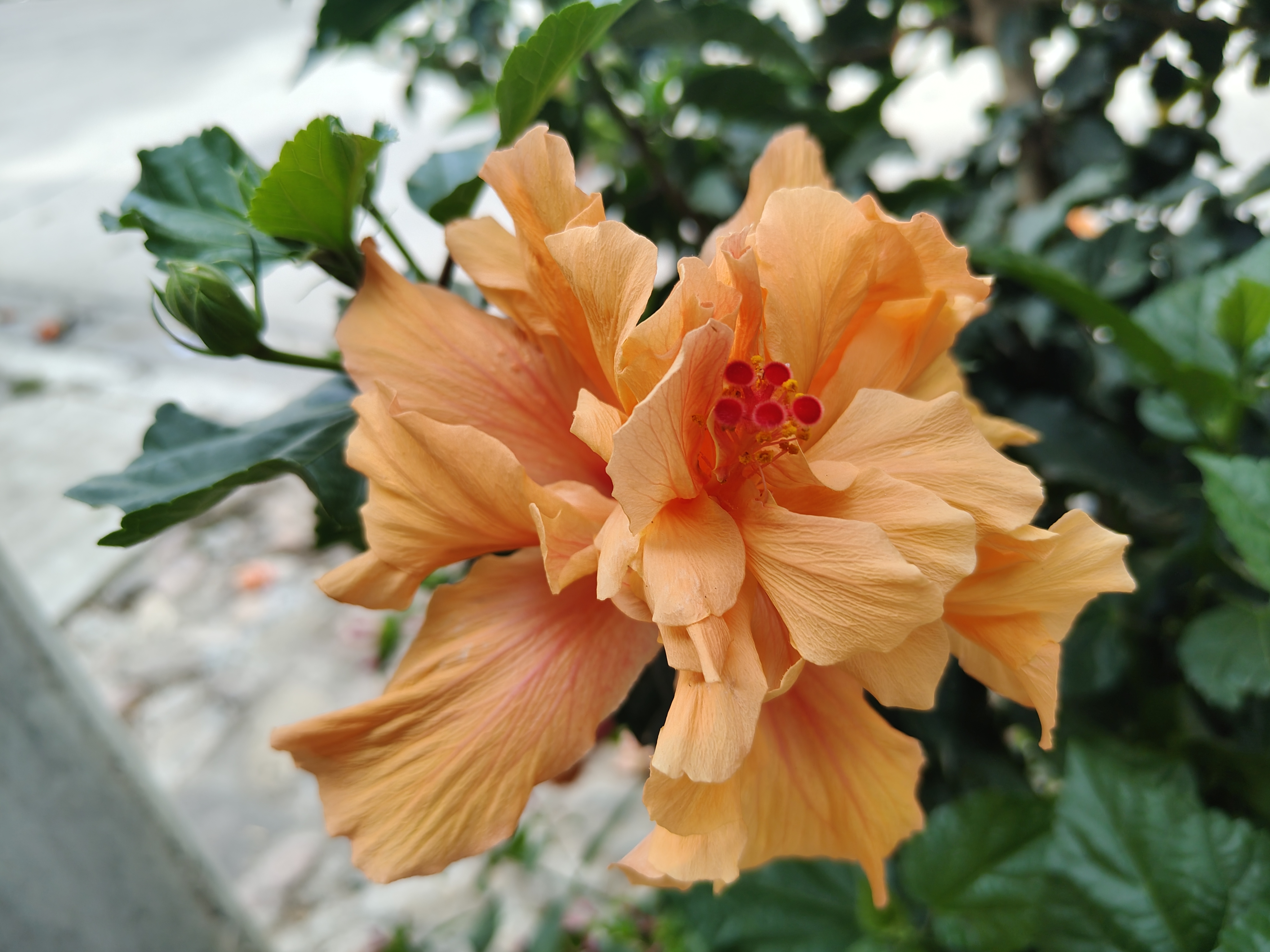 An orange hibiscus flower with ruffled petals and red stamens blooms among glossy green leaves.