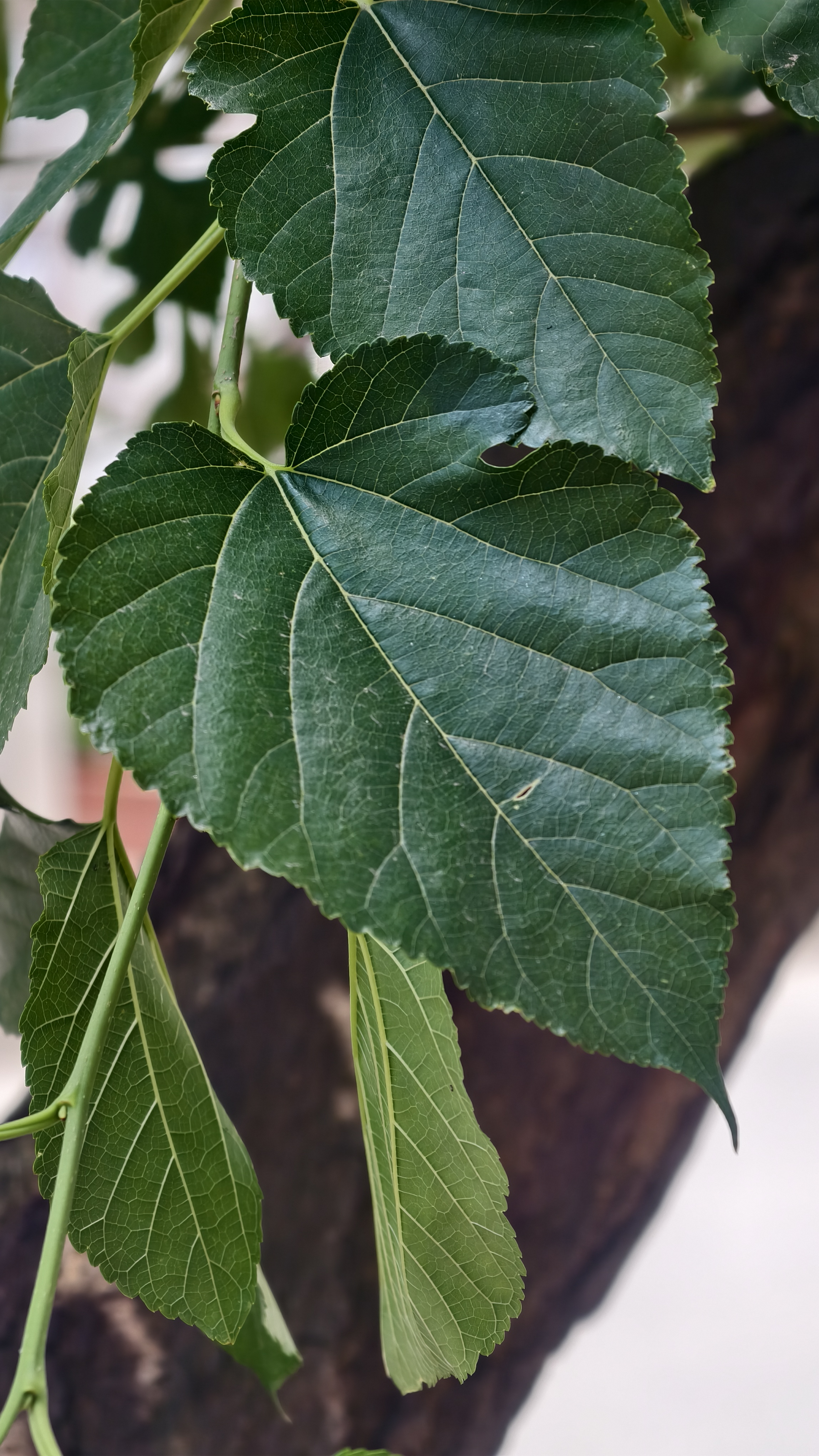 Close-up of deep green heart-shaped mulberry leaves with serrated edges and visible veins hanging from a thick brown branch in soft natural light.