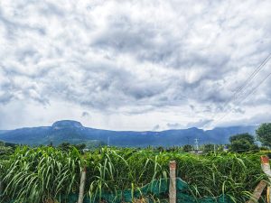 A lush landscape with tall green grass in the foreground and distant rugged Tamil Nadu mountains under a cloudy sky.
