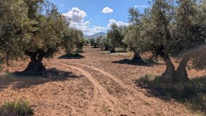 A sunny olive grove with rows of olive trees on either side of a dirt path. The sky is blue with fluffy white clouds, conveying a peaceful, serene atmosphere.
