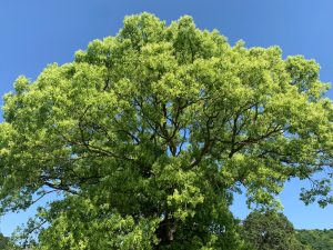A vibrant green tree with a broad canopy under a clear blue sky at Lake Takataki.
