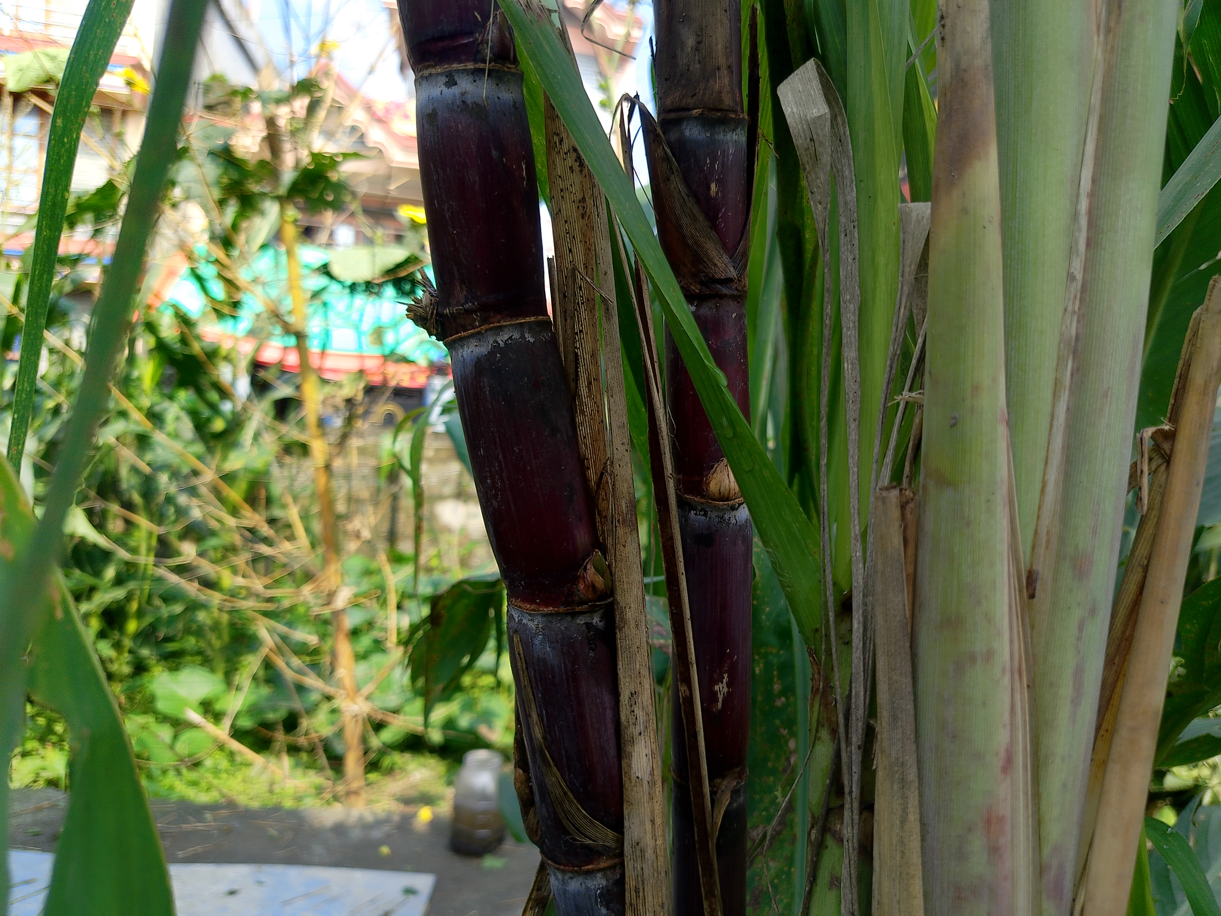 The image features a close-up view of sugarcane plants, showcasing their thick, round stalks. One of the stalks has a deep purple coloration, while others are a lighter green.