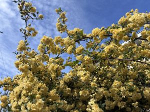 
A close-up view of a flowering bush covered in vibrant yellow blooms against a blue sky, with wispy clouds.
