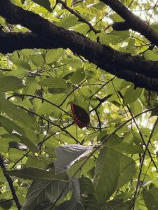 A brown leaf on a branch among lush green leaves in a forest canopy.
