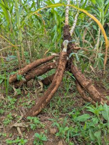 A cluster of freshly harvested roots sits on the ground, surrounded by green foliage.
