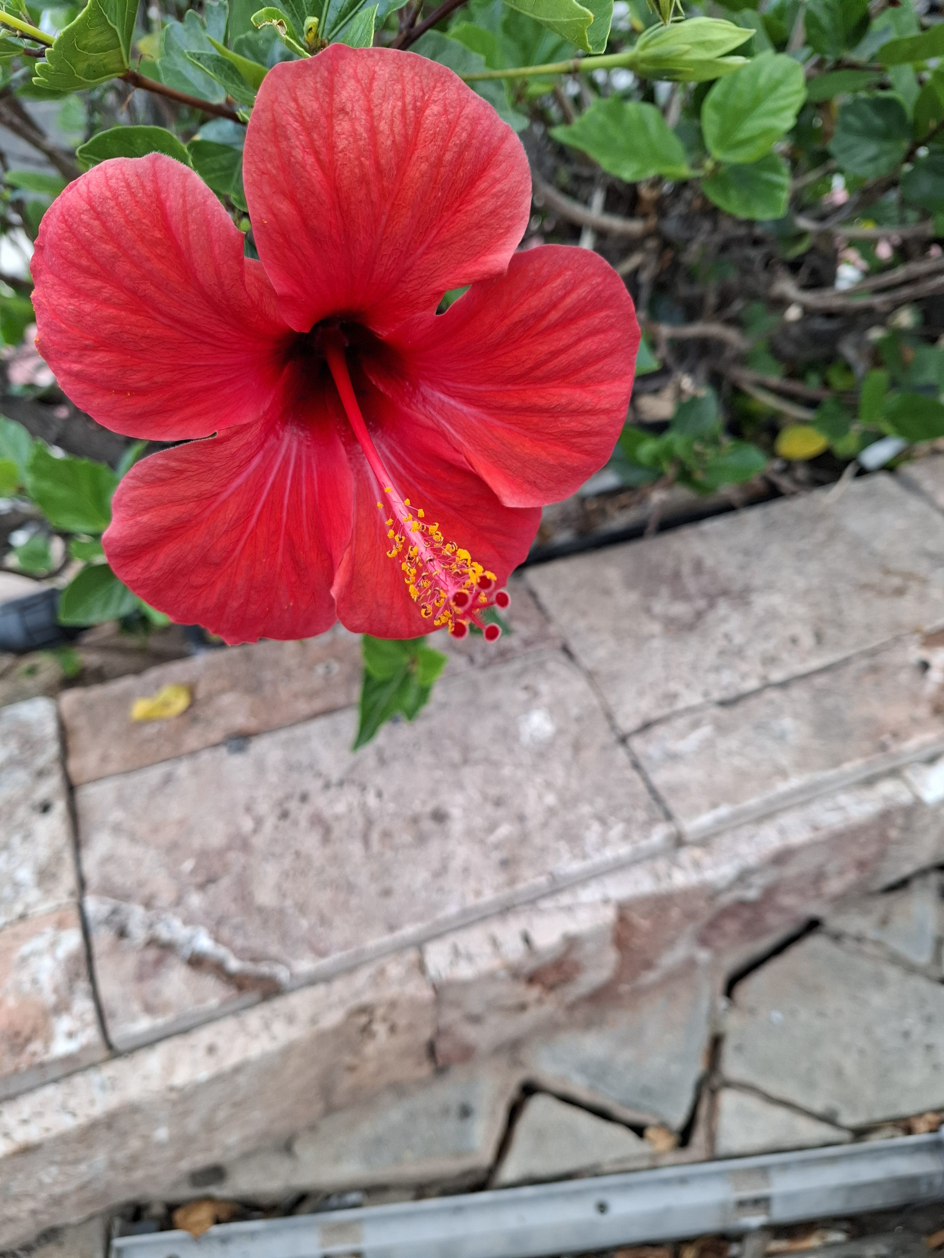Red flower with big petals in full bloom. There's concrete below the flower. Leaves can be seen behind the flower.