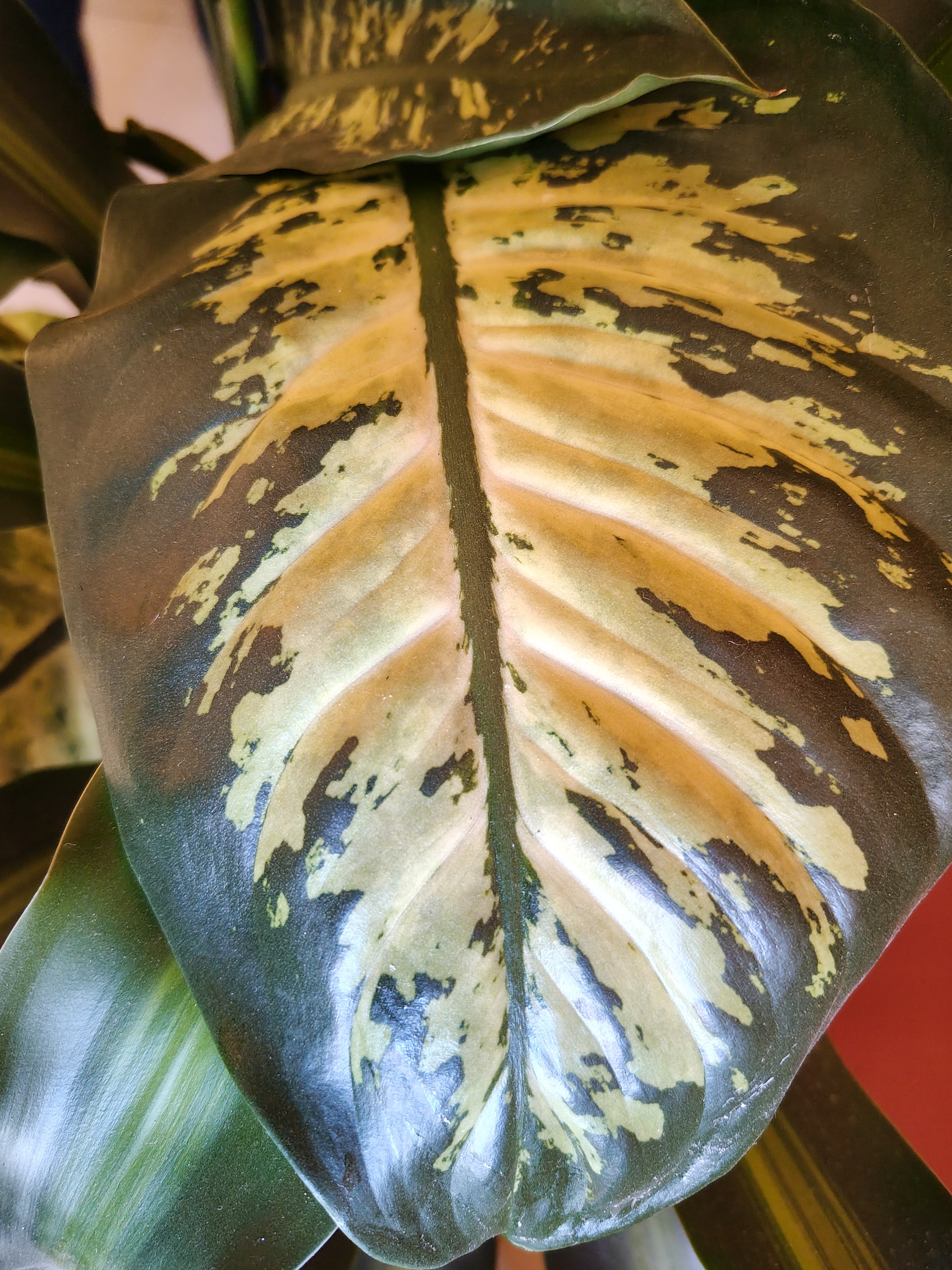 A large glossy leaf shows green, yellow, and cream patterns spreading across its smooth surface, creating a tropical and elegant look.
