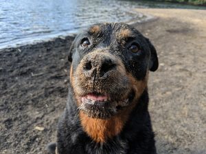 A close-up of a Rottweiler with a sandy snout, looking playfully at the camera. The dog has a shiny black coat with tan markings and is situated near a body of water, with a sandy area in the background.