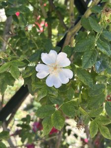 A delicate white flower sits among vibrant green leaves, its petals softly curved outward and displaying a subtle texture. The center of the flower is adorned with numerous tiny yellow stamens, radiating from a small, pale yellow center. 
