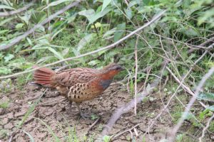 A Chinese Bamboo Partridge walking on a wetland ground with grass and twigs nearby.
