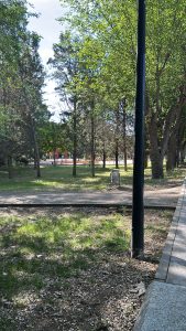 The image captures a tranquil outdoor scene in a park. The foreground features a gravel path bordered by lush green grass, while on either side, tall trees offer shade with their dense foliage. To the left, there's a hint of a playground area, indicated by colorful equipment partially visible in the background.