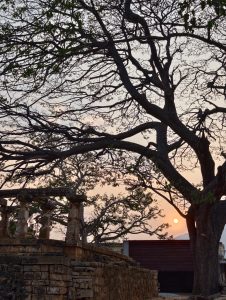 A sunset view featuring the silhouette of a large, spreading tree and ancient stone ruins against a soft orange sky.