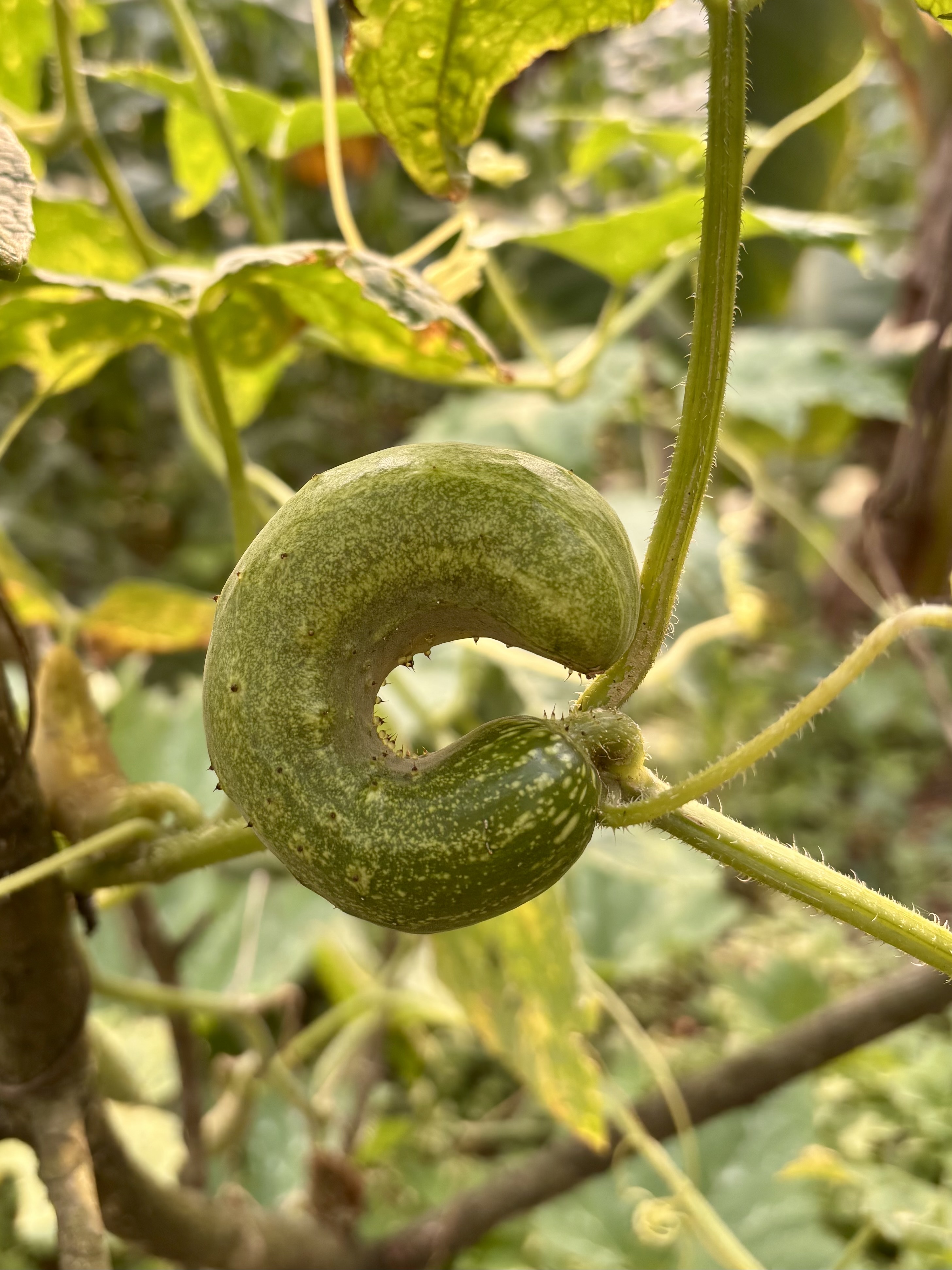 A small green gourd curled into a circular spiral shape growing on a vine with leaves and stems in a garden.