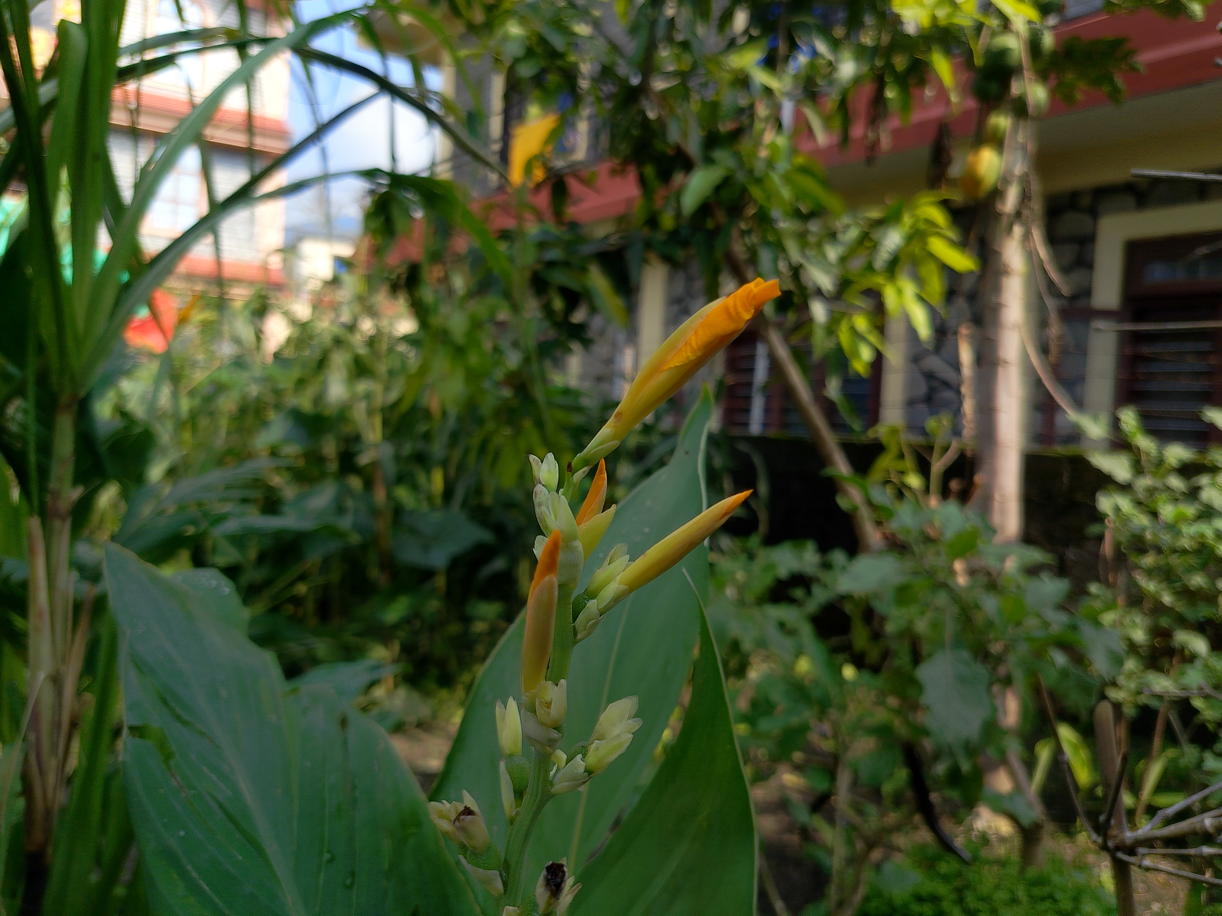 Close-up of an orange flower bud among lush green leaves in a garden setting,