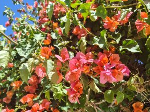 A bougainvillea covered in pink and orange blossoms shines under the sunlight, creating a vibrant tropical scene surrounded by green leaves and a bright blue sky.