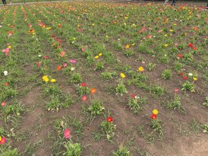A colorful flower field with red, yellow, pink, and orange blooms creates a vibrant scene at Tomita Satomura Park
