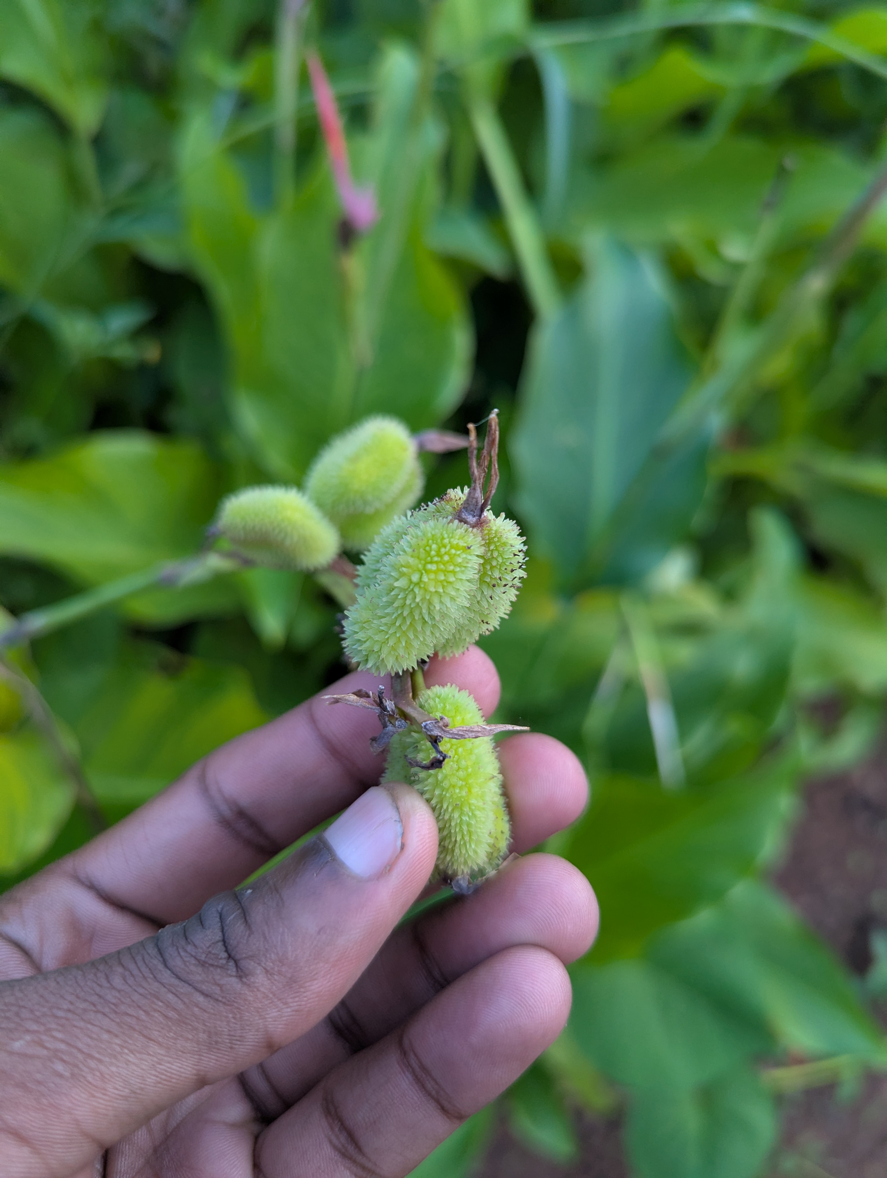 A hand holds a green, spiky plant pod against a backdrop of lush green leaves.