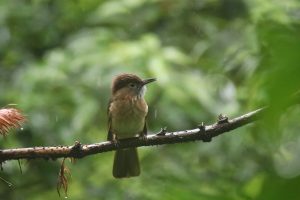 A Mountain Bulbul perches on a wet branch on a rainy day with raindrops visible in a soft green background.