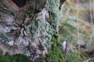 Tree Creeper standing on a moss covered Sycamore tree truck. Scottish Highlands. 
