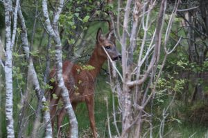 Young female Red Deer in amongst new foliage in the woods, Scottish Highlands
