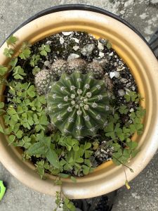 Top view of a potted cactus surrounded by small green clovers. The cactus has a radial pattern, sitting in a yellow-rimmed pot on a concrete surface.