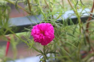 Bright pink Portulaca grandiflora flower blooming among thin green leaves with a soft, blurred garden background.