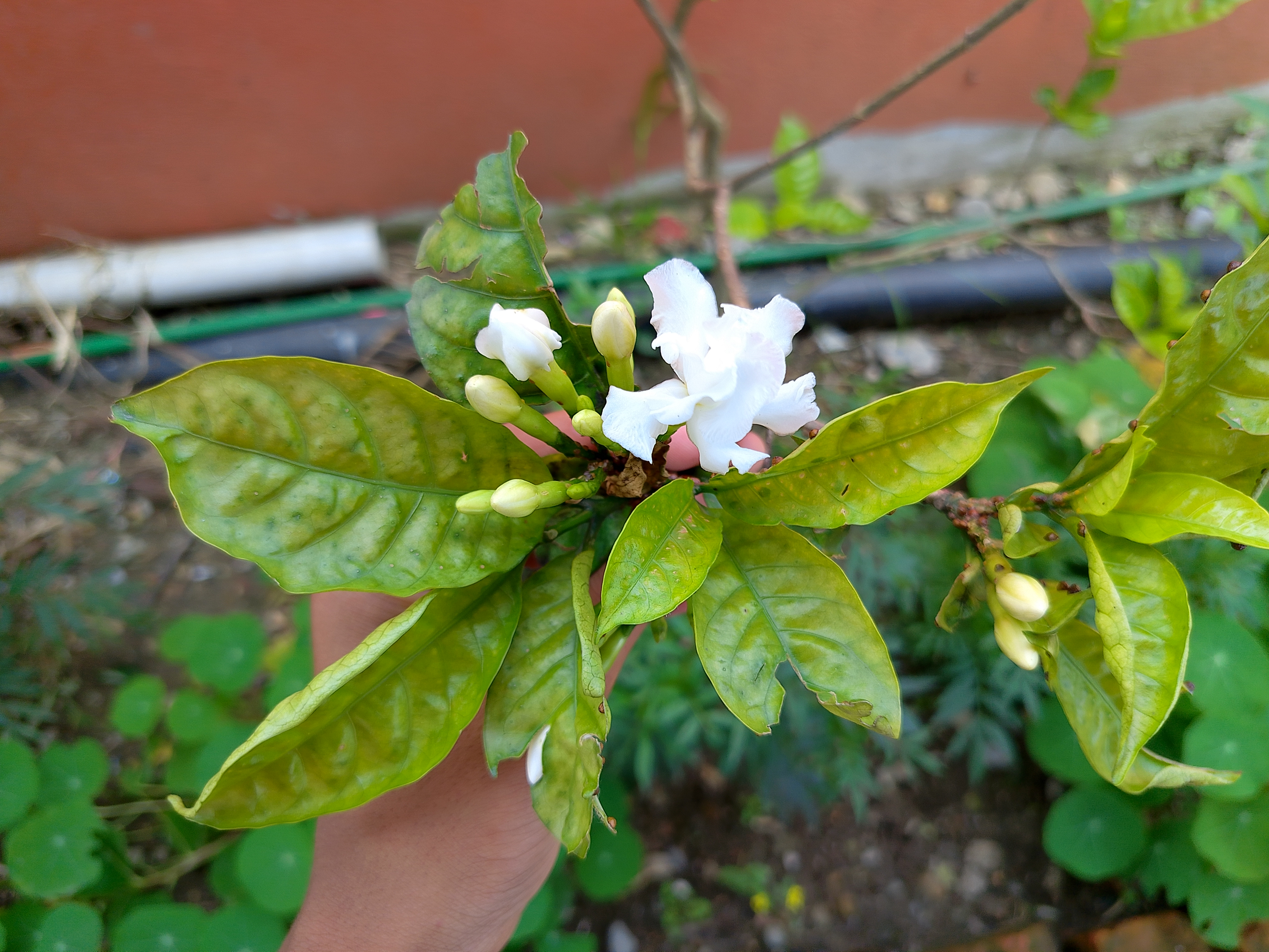 A hand holding a branch of white jasmine-like flowers and buds surrounded by green leaves in a garden setting with a softly blurred background.